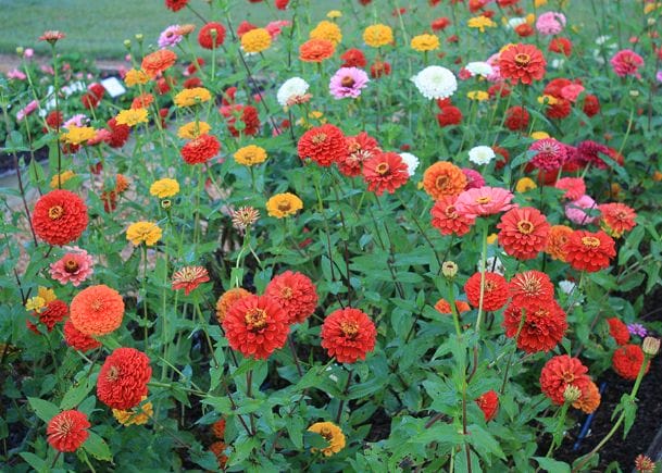 Southern Gardening: Zinnias are terrific cut flower options - The